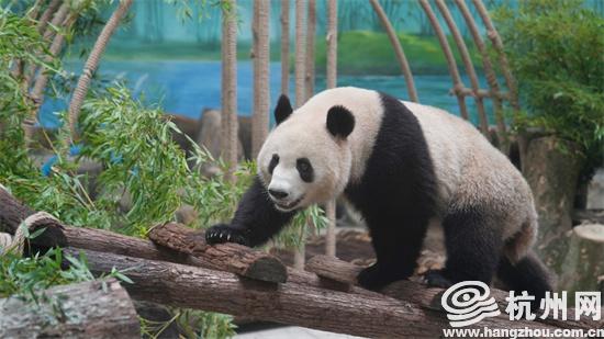 杭州動物園、パンダ見学が予約可能