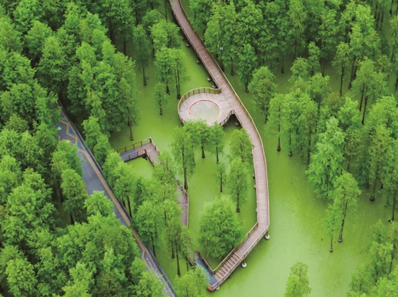 杭州青山湖公園で「抹茶の森」を一見